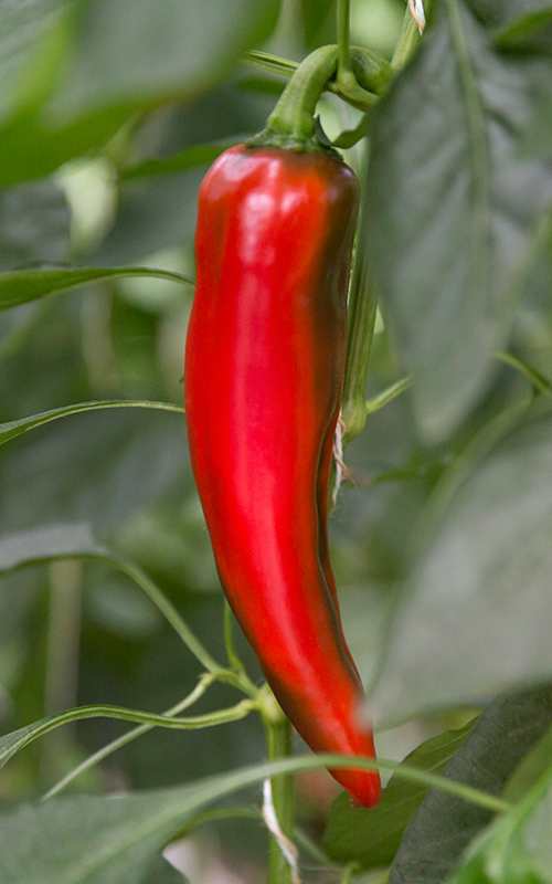 Bioleguma Bio Gemüse Schweiz Seeland Bioleguma Bio Gemüse Schweiz Seeland
