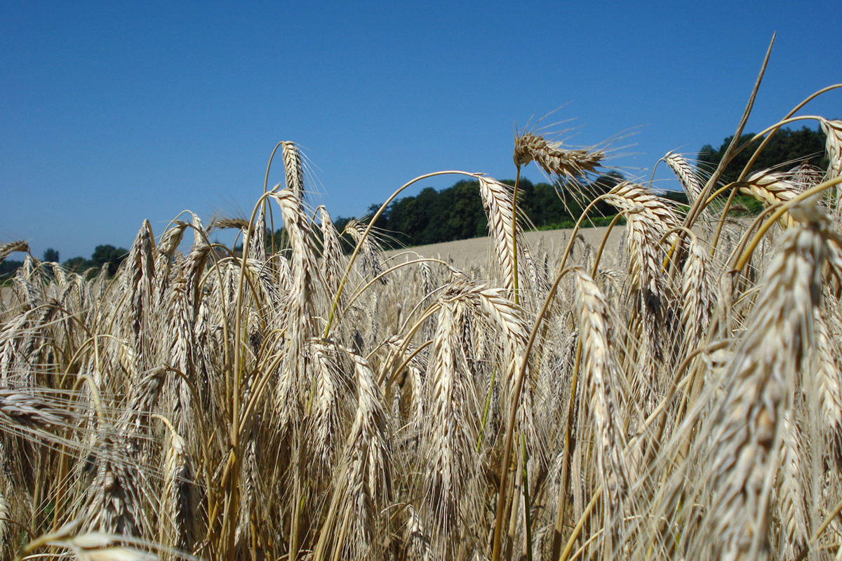Bioleguma Bio Gemüse Schweiz Seeland Bioleguma Bio Gemüse Schweiz Seeland