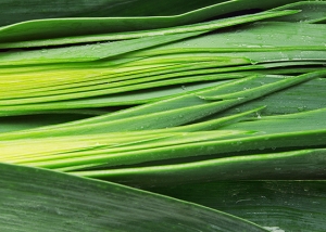 Bioleguma Bio Gemüse Schweiz Seeland