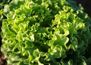 Bioleguma Bio Gemüse Schweiz Seeland