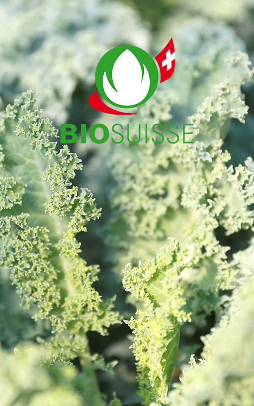 Bioleguma Bio Gemüse Schweiz Seeland Bioleguma Bio Gemüse Schweiz Seeland