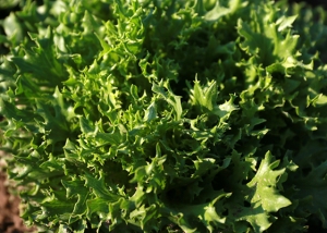 Bioleguma Bio Gemüse Schweiz Seeland