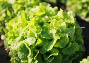 Bioleguma Bio Gemüse Schweiz Seeland