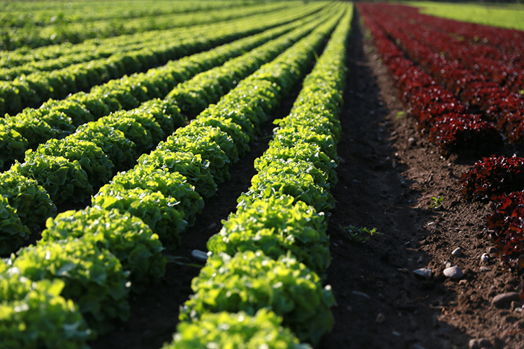 Bioleguma Bio Gemüse Schweiz Seeland Bioleguma Bio Gemüse Schweiz Seeland