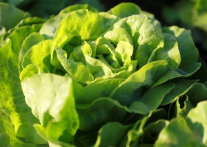 Bioleguma Bio Gemüse Schweiz Seeland