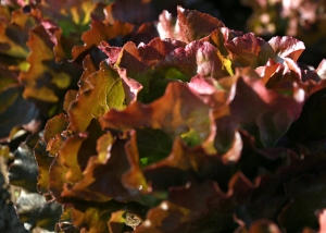 Bioleguma Bio Gemüse Schweiz Seeland
