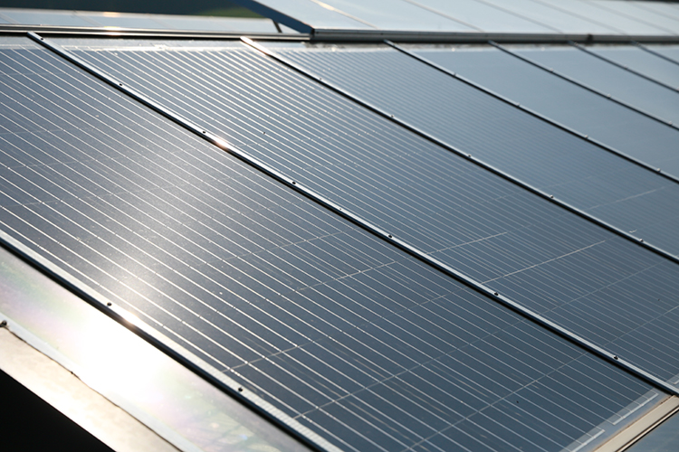 Bioleguma Bio Gemüse Schweiz Seeland Bioleguma Bio Gemüse Schweiz Seeland