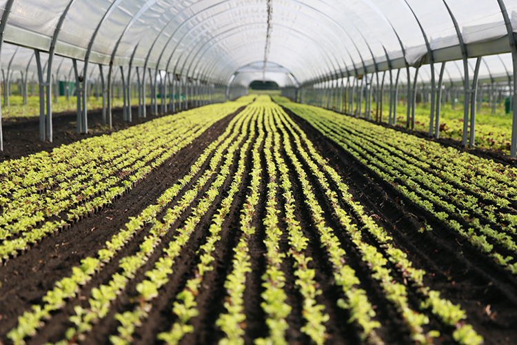 Bioleguma Bio Gemüse Schweiz Seeland Bioleguma Bio Gemüse Schweiz Seeland