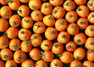 Bioleguma Bio Gemüse Schweiz Seeland