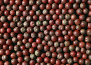 Bioleguma Bio Gemüse Schweiz Seeland