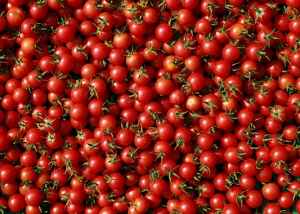 Bioleguma Bio Gemüse Schweiz Seeland