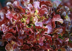 Bioleguma Bio Gemüse Schweiz Seeland