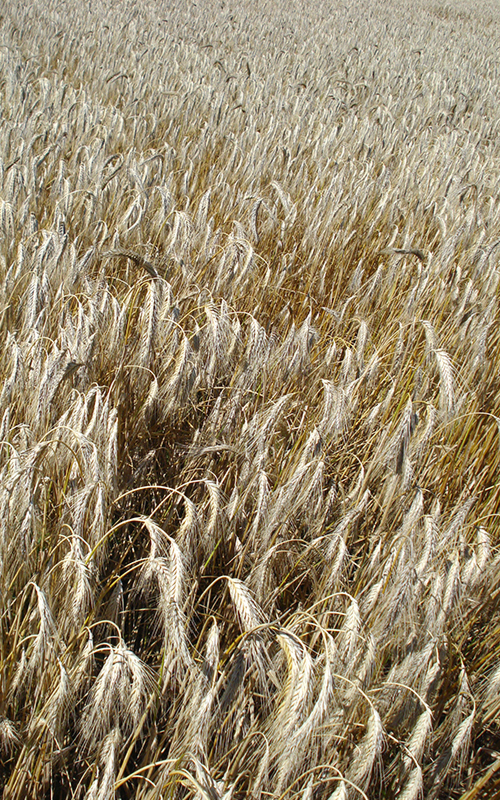 Bioleguma Bio Gemüse Schweiz Seeland Bioleguma Bio Gemüse Schweiz Seeland