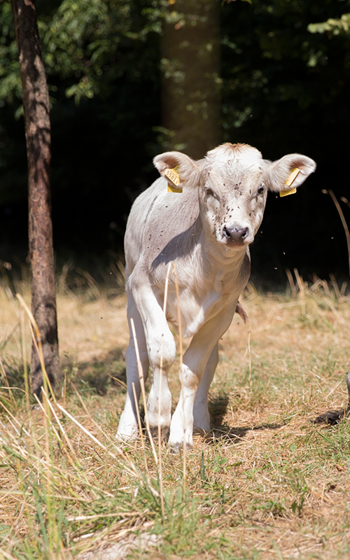 Bioleguma Bio Gemüse Schweiz Seeland Bioleguma Bio Gemüse Schweiz Seeland