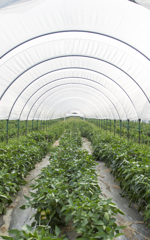 Bioleguma Bio Gemüse Schweiz Seeland Bioleguma Bio Gemüse Schweiz Seeland