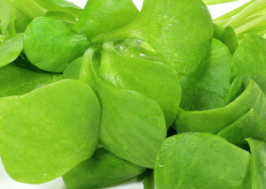 Bioleguma Bio Gemüse Schweiz Seeland